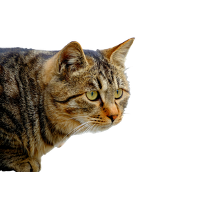 Detailed Close Up Of A Focused Tabby Cat With Fluffy Fur, Outdoors On Concrete. 20035 - Cat PNG image with transparent background